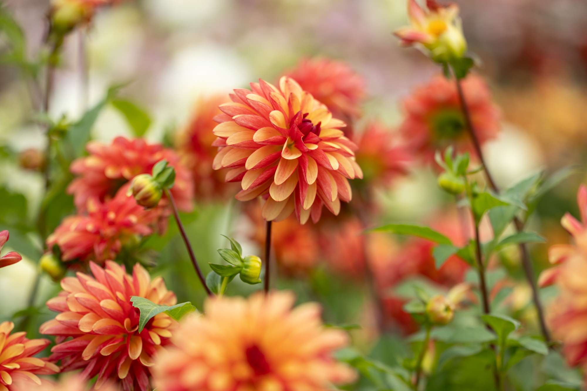 Dahlia 'Crazy Legs'